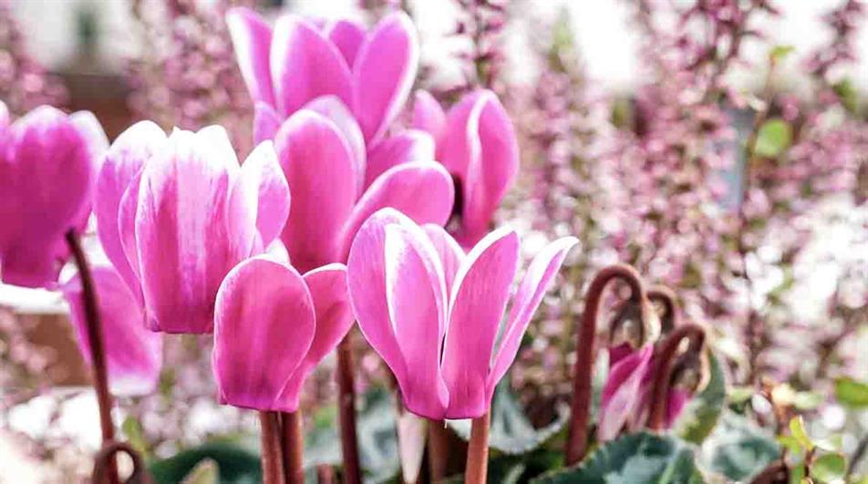 Cyclamen